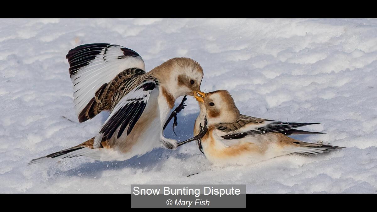 14_Snow Bunting Dispute_Mary Fish